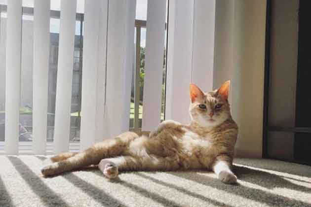 Using Vertical Blinds