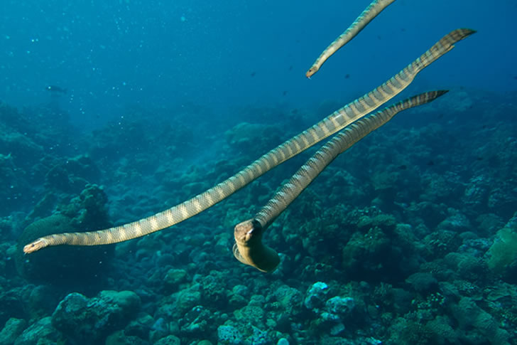 Snake Island – Brazil