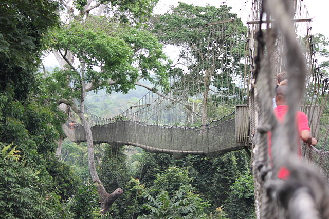 Canopy Walk In Ghana