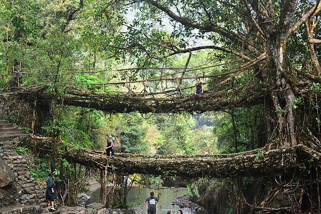 Root Bridges In India