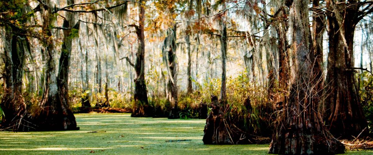 Swampy Bayou in Louisiana